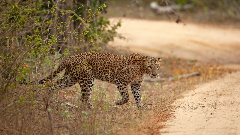 Yala National Park Safari