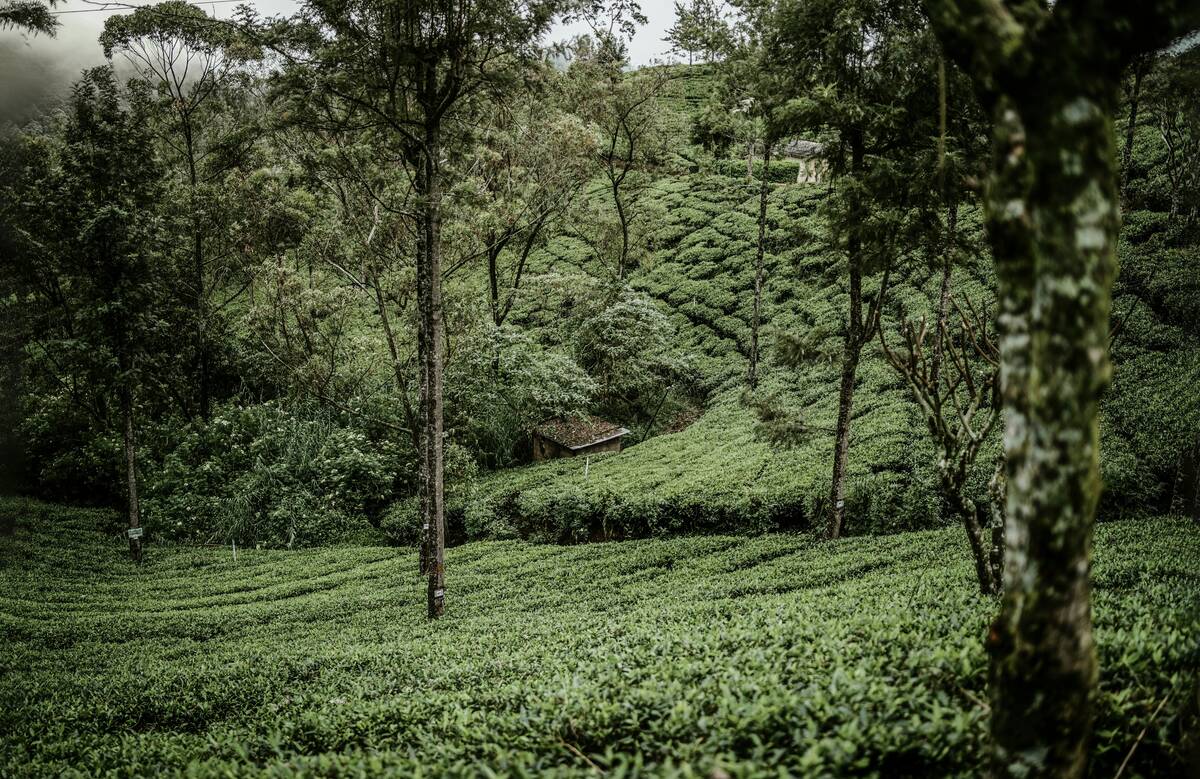 Tea Country & Scenic Hills